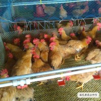 黃花公雞苗溫氏黃花公5號雞苗信雞大紅公雞溫氏雞苗批發全國發貨