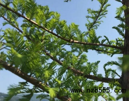 微信截圖_20210315194413