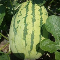 巨型西瓜種子高產特大懶漢西瓜種籽無籽甜王孑超甜南方春季西瓜籽