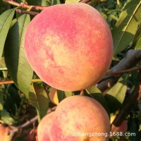 平度油桃苗廠家批發(fā) 各種品種桃苗 金秋紅蜜桃桃苗