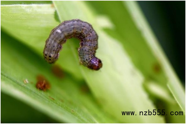 草地貪夜蛾&ldquo;卷土重來&rdquo; 已入侵7省區