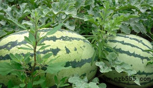 微信截圖_20210623134310