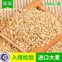 廠家供應 脫殼大麥 脫皮大麥 飼料大麥 優(yōu)良大麥現貨供應