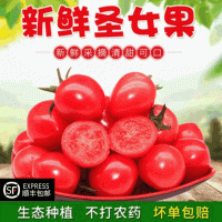 一件包郵新鮮現(xiàn)摘櫻桃西紅柿季生吃蔬菜小柿子批發(fā)零售48小時(shí)發(fā)貨
