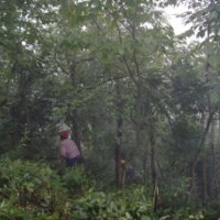 國(guó)家地理標(biāo)志保護(hù)產(chǎn)品 錢(qián)塘江源頭特產(chǎn) 多年出口17年有機(jī)茶