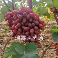 長?？巳鹕咸衙?木果樹苗木批發(fā) 葡萄苗樹葡萄樹苗