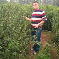 枸橘苗種植注意事項(xiàng) 昌泰農(nóng)業(yè)提供種植方法 枸橘苗價格實(shí)惠