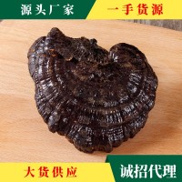 大別山靈芝 源產地大貨批發 投料靈芝 切片靈芝規格齊全 一件代發