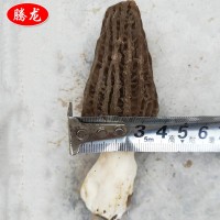 自家種植基地低價供應餐飲生鮮 食用菌 鮮羊肚菌