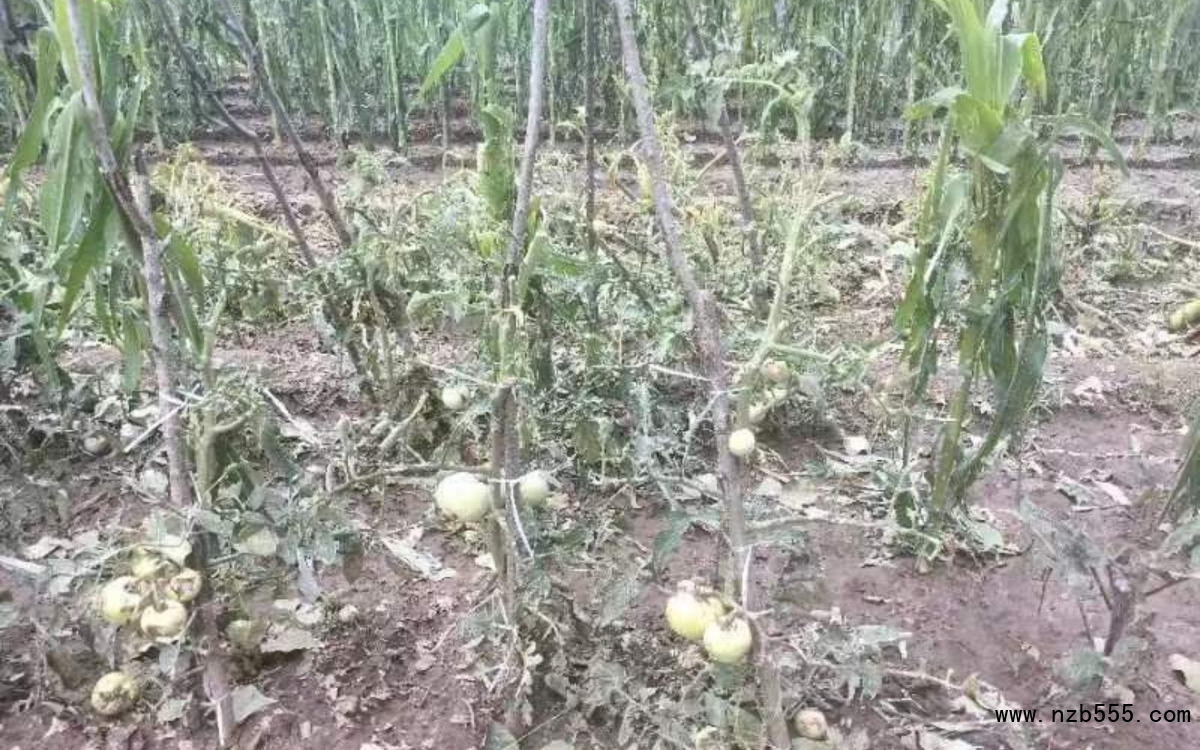 冰雹導致部分露地蔬菜絕收。北京市農(nóng)業(yè)技術(shù)推廣站供圖