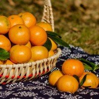 涌泉蜜桔臺(tái)州臨海黃巖無核橘子新鮮水果浙江特產(chǎn)桔子員工福利包郵