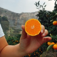 涌泉蜜桔臺(tái)州臨海黃巖無核橘子新鮮水果浙江特產(chǎn)桔子爆桔試吃裝