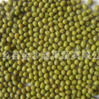 綠豆常年供應，芽豆，商品豆，質量保證 價格優惠