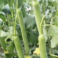 壽光產地現摘現發(fā)絲瓜新鮮農家菜園自種綠皮瓜菜瓜批發(fā)青瓜蔬菜 2件起批