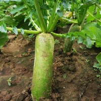 基地供應濰坊青蘿卜 濰縣蘿卜新鮮微辣脆甜濰坊特產青蘿卜批發(fā)  2千克起批