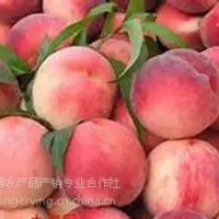 平谷大桃原產地直發，大桃禮品盒，平谷大桃采摘園，批發大桃