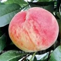 平谷大桃26號，平谷原產地直發，7月份成熟粘核、半離核