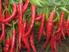 美人椒種植秘籍:最佳時機你知道嗎?