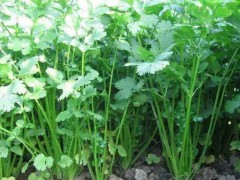 香菜的生長周期:從種子到收獲的綠色奇跡