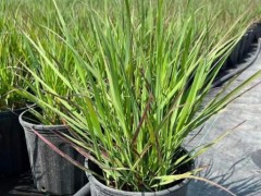 種植火焰柳枝稷需注意什么？