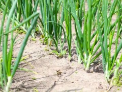 自家種植什么蔬菜容易高產？