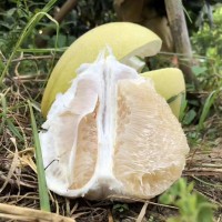 柚子沙田柚廣東梅州沙田柚子非廣西沙甜柚子琯溪蜜柚水果新鮮代發