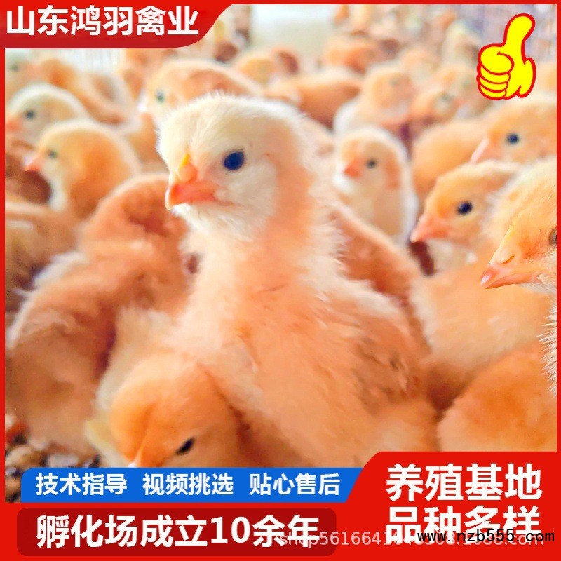 O1CN013PYvLs25ghiSQ4zix_!!2219512337556-0-cib