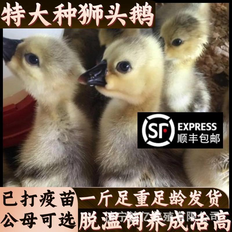 O1CN01GrAX8t1WvoF4AyOP5_!!2215380572851-0-cib