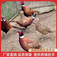 七彩山雞苗小雞仔活體廠家直賣出殼一日齡雞活苗支持養殖技術指導