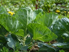 如何改善大棚土壤中顏色發青與發紅的問題？