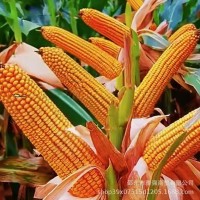 玉米專用復(fù)合肥批發(fā)農(nóng)用控釋復(fù)合肥玉米摻混肥緩釋玉米一 次性追肥