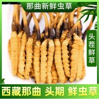 2024鮮蟲草批發西藏那曲新鮮冬蟲夏草泡水喝養生茶一手貨源代理