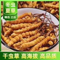 冬蟲夏草批發西藏那曲產地直供凍干蟲草新貨頭期一手貨源找代理