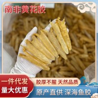 南非170頭黃花膠天然魚(yú)膠筒花膠一德路海味干貨批發(fā)一件代發(fā)