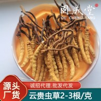 貴州云南湖南蟲草中苗亞香棒蟲草霍克斯冬蟲夏草一公斤2000條左右