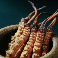 西藏那曲冬蟲夏草批發(fā)新貨蟲草散裝一手貨源冬蟲夏草源頭產(chǎn)地批發(fā)