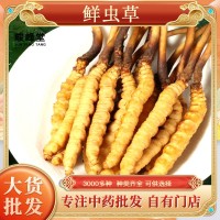 鮮蟲草 冬蟲夏草新鮮冬蟲夏草批發(fā)產(chǎn)地直發(fā) 規(guī)格齊全鮮冬蟲夏草