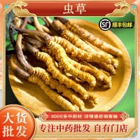 冬蟲夏草批發(fā)蟲草干貨藏區(qū)蟲草無斷條冬蟲夏草西藏挑選蟲草代發(fā)