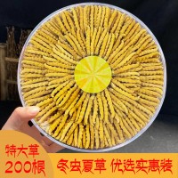 冬蟲(chóng)夏草西藏那曲蟲(chóng)草500根送禮青藏源頭批發(fā)一件代發(fā)天然滋補(bǔ)