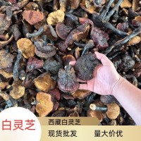 現(xiàn)貨批發(fā)西藏白靈芝散裝現(xiàn)貨500g干貨多規(guī)格批發(fā)量大價(jià)優(yōu)現(xiàn)貨批發(fā)
