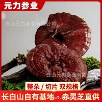 長(zhǎng)白山靈芝赤靈芝野生靈芝切片整朵 源頭產(chǎn)地直發(fā)靈芝片