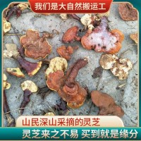 現(xiàn)貨霍山新鮮靈芝整朵切片靈芝片食用菌類(lèi)可煮茶泡酒燉湯靈芝批發(fā)