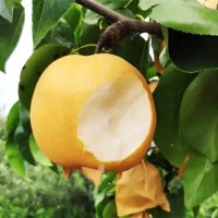 山東秋月梨萊陽梨果農(nóng)新鮮采摘豐水梨南水梨水果煙臺(tái)秋月梨代發(fā)