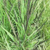 河南信陽紫云英綠肥黑色大米黑米口感清香，健康品質，5公斤包裝農家自種