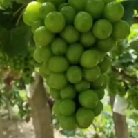 遼寧陽光玫瑰葡萄苗脫毒陽光玫瑰葡萄苗脫毒陽光玫瑰葡萄樹苗中晚熟葡萄品種