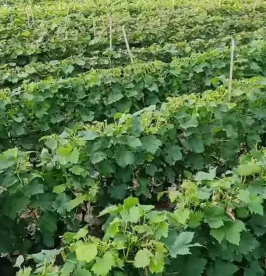 ScreenShot_2026-03-18_172942_302