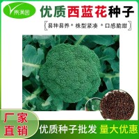 西蘭花種籽春秋季花椰菜蔬菜種孑耐寒綠菜花四季松花菜種子