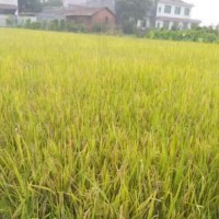 綠豐源水稻有機肥