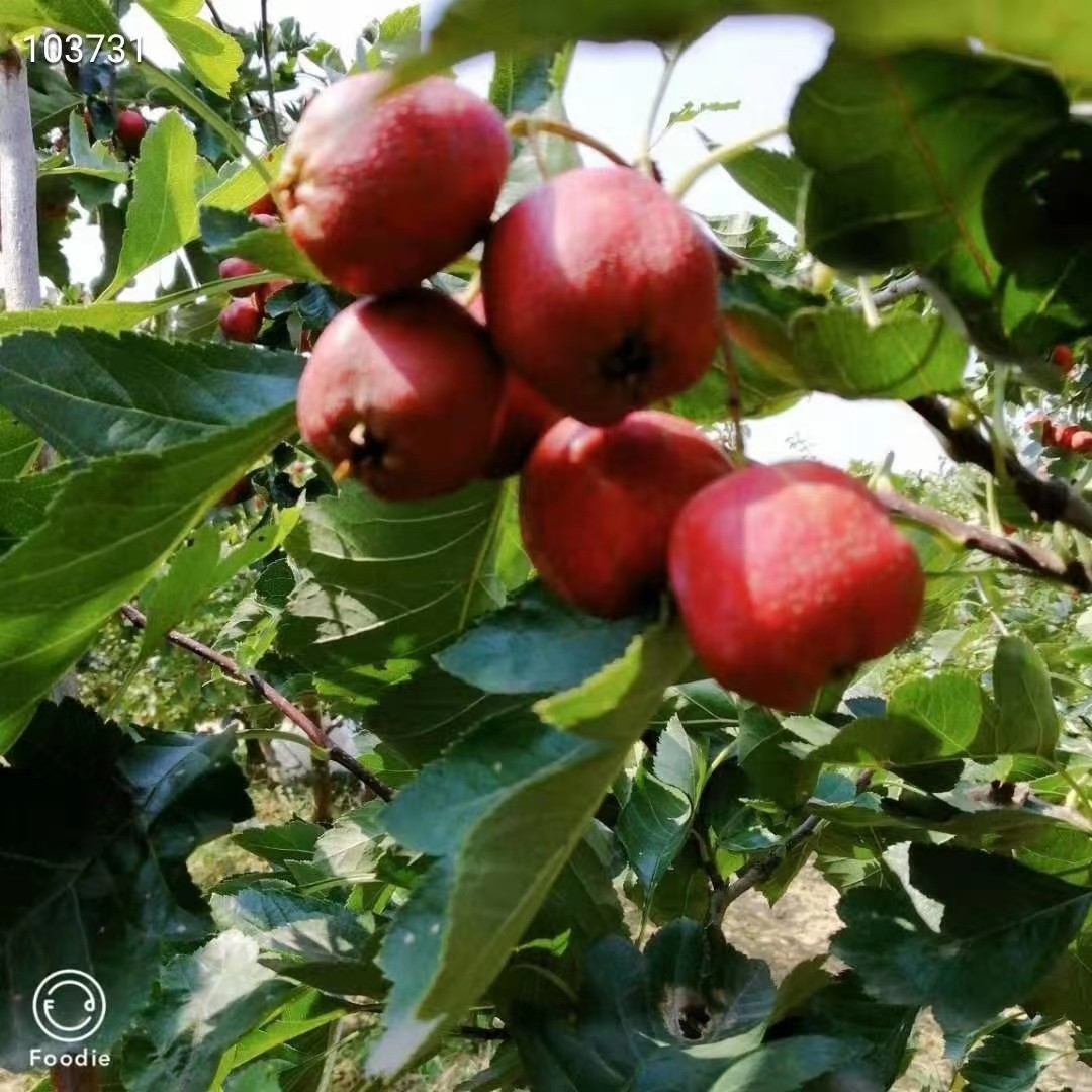 21722678981_1000920742