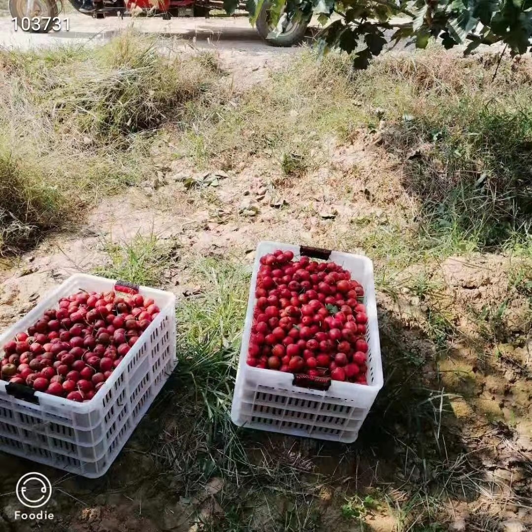 21722711461_1000920742